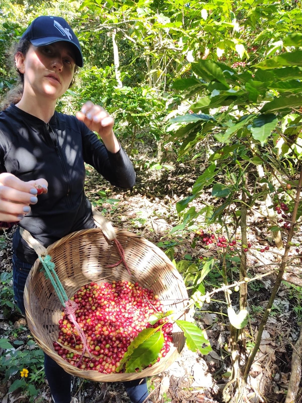 A woven basket filled with freshly picked coffee cherries