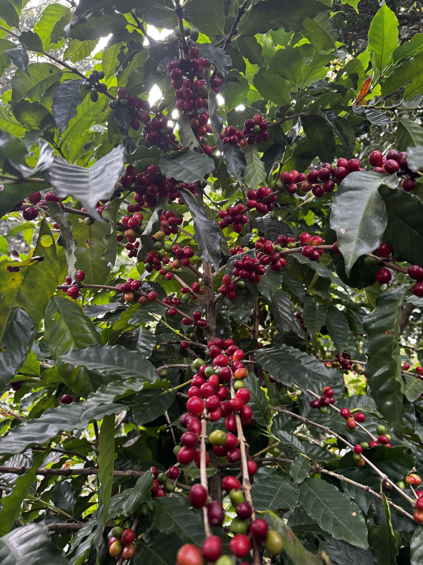 A coffee branch heavy with ripe red cherries