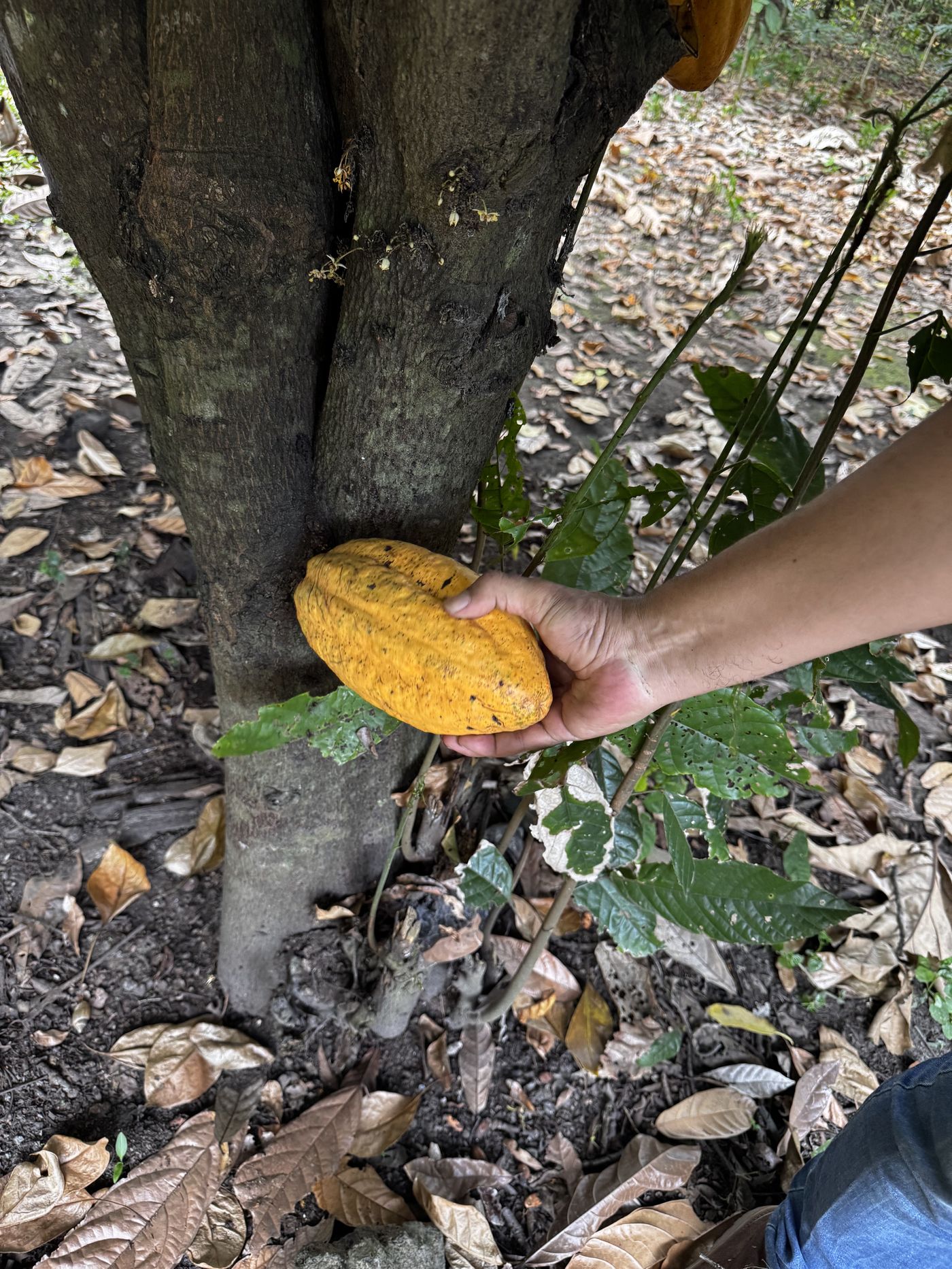 A hand holding a ripe yellow cacao pod against the trunk of a cacao tree