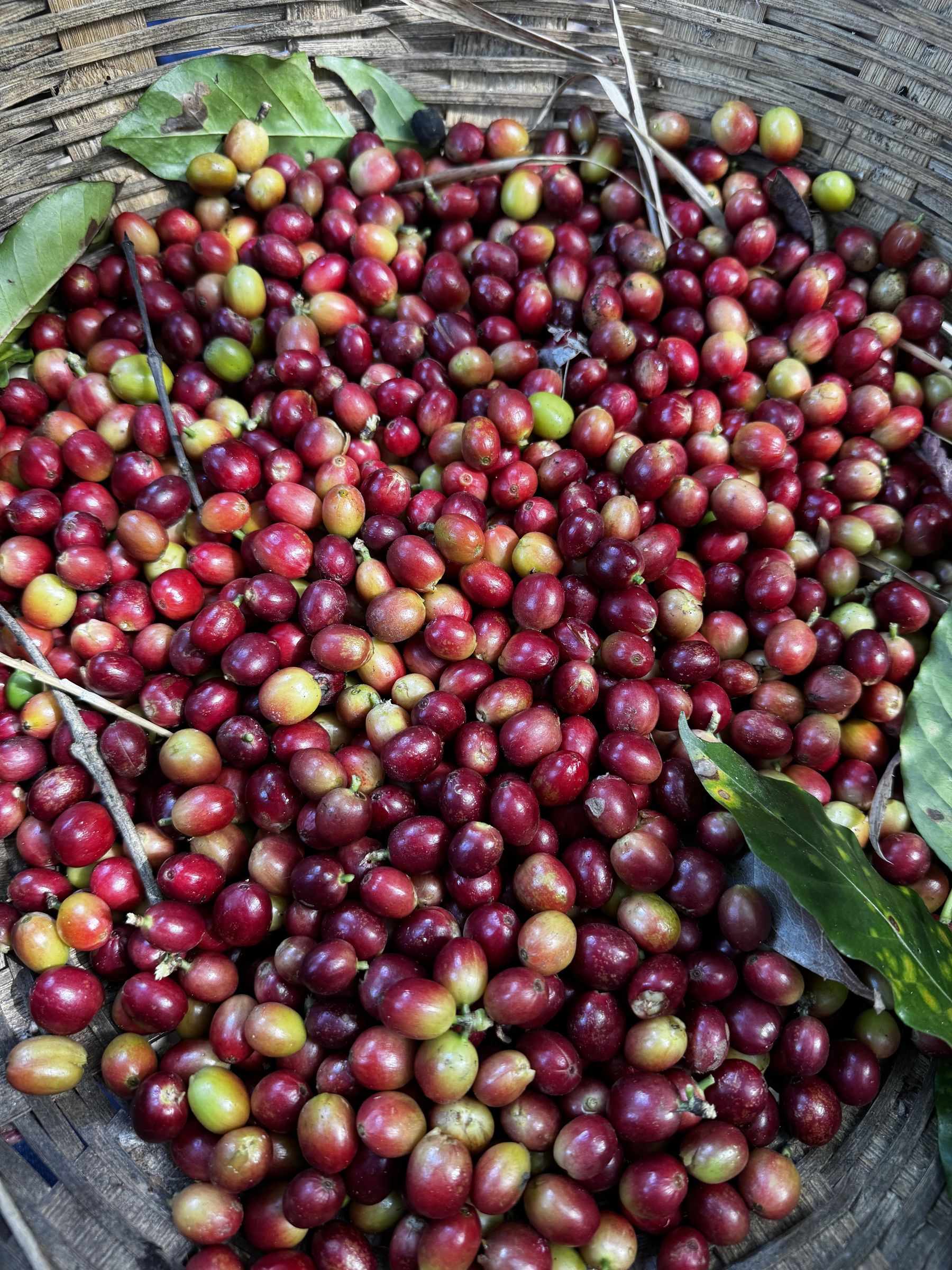 A basket brimming with red and crimson coffee cherries seen from above