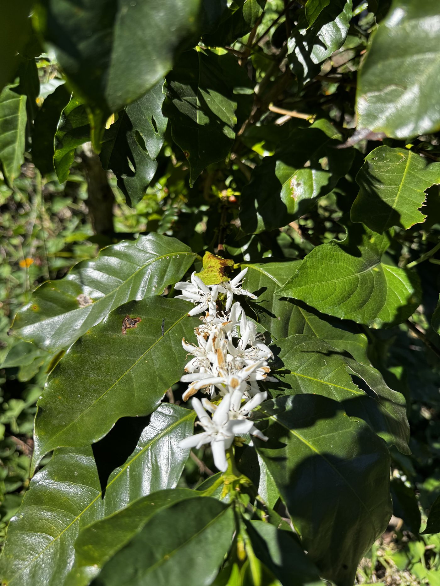 White coffee blossoms along a branch