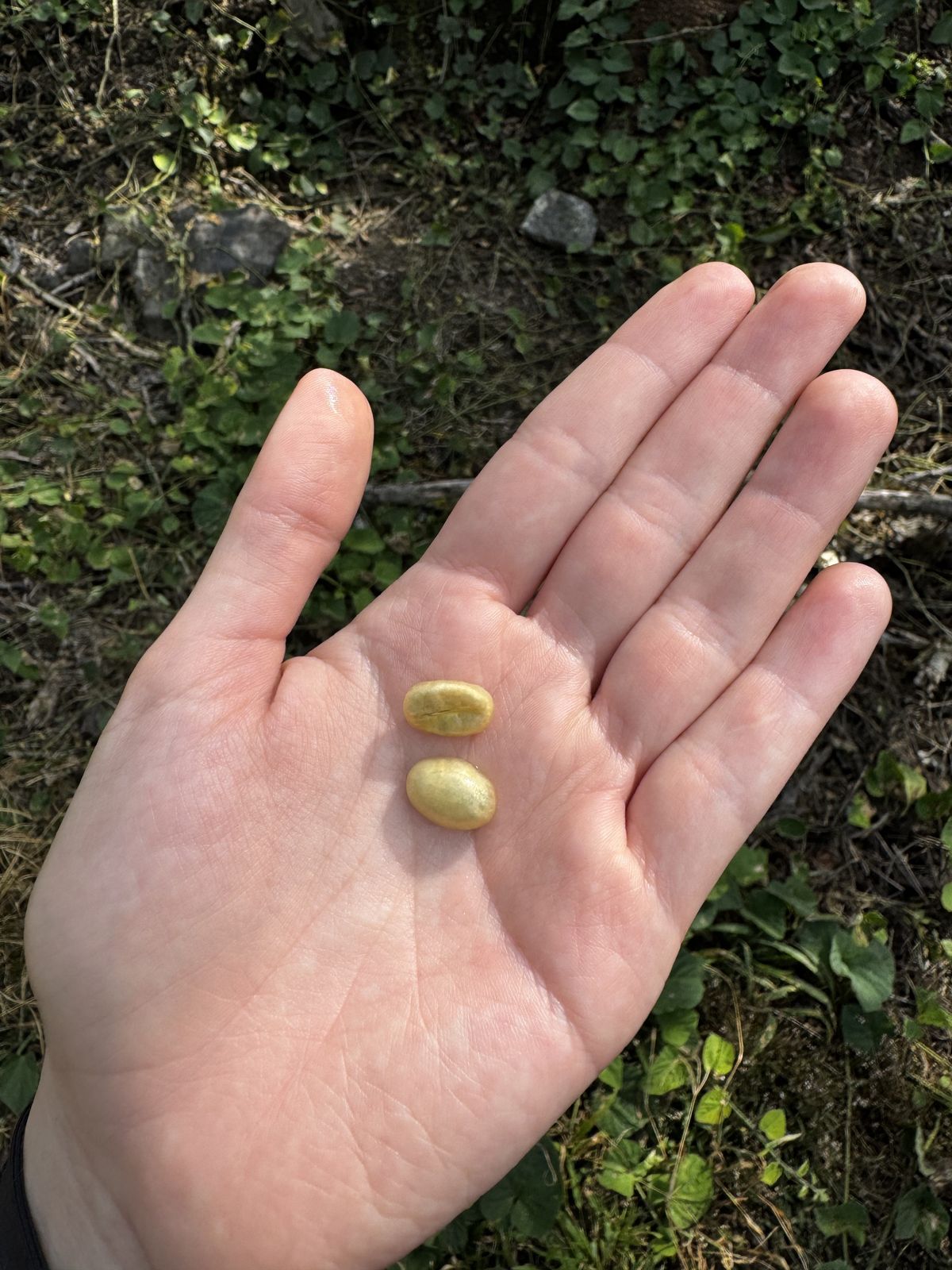 Two coffee seeds resting in an open palm