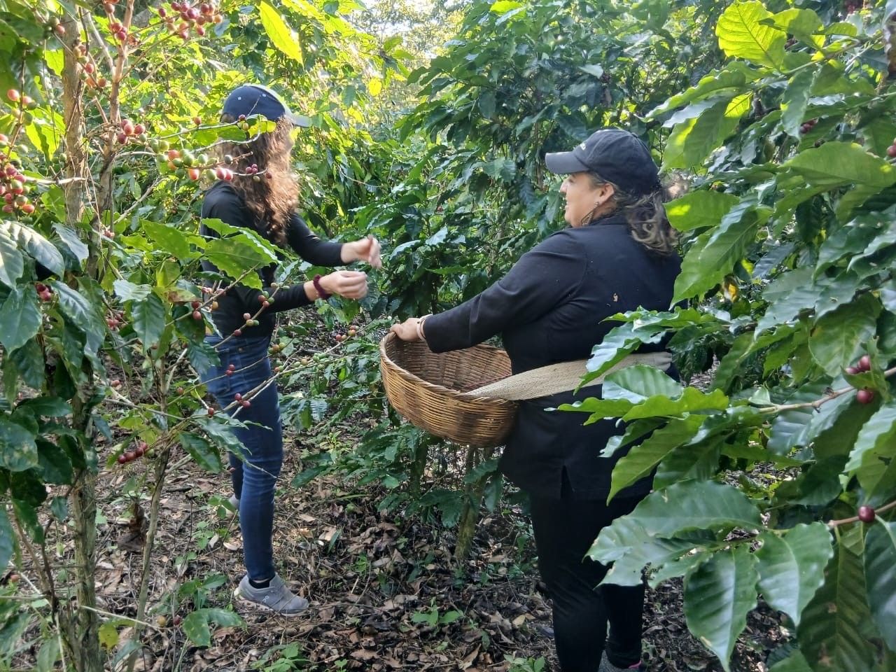 Two people picking coffee cherries side by side among the trees
