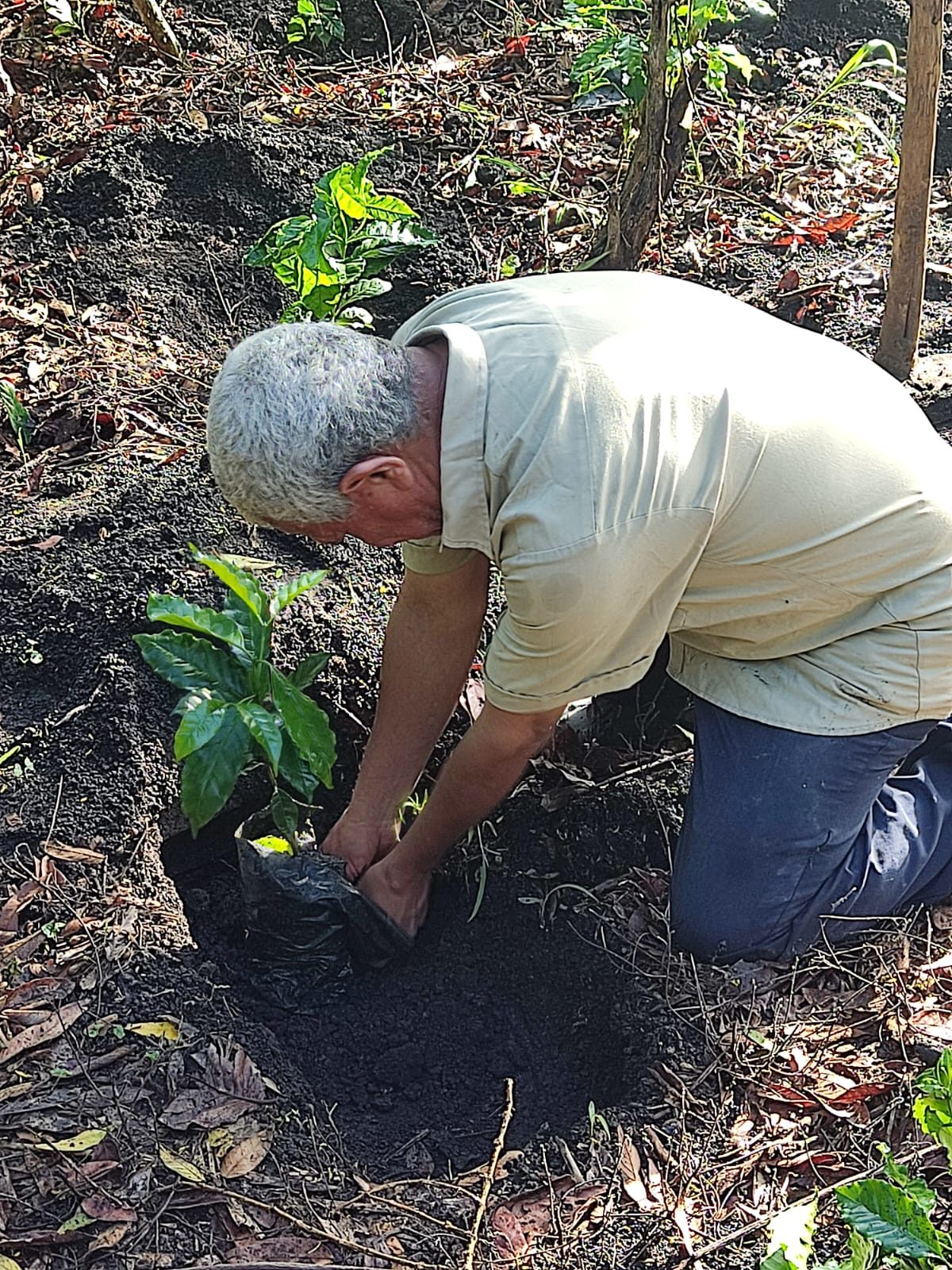 A worker kneeling to plant a coffee seedling