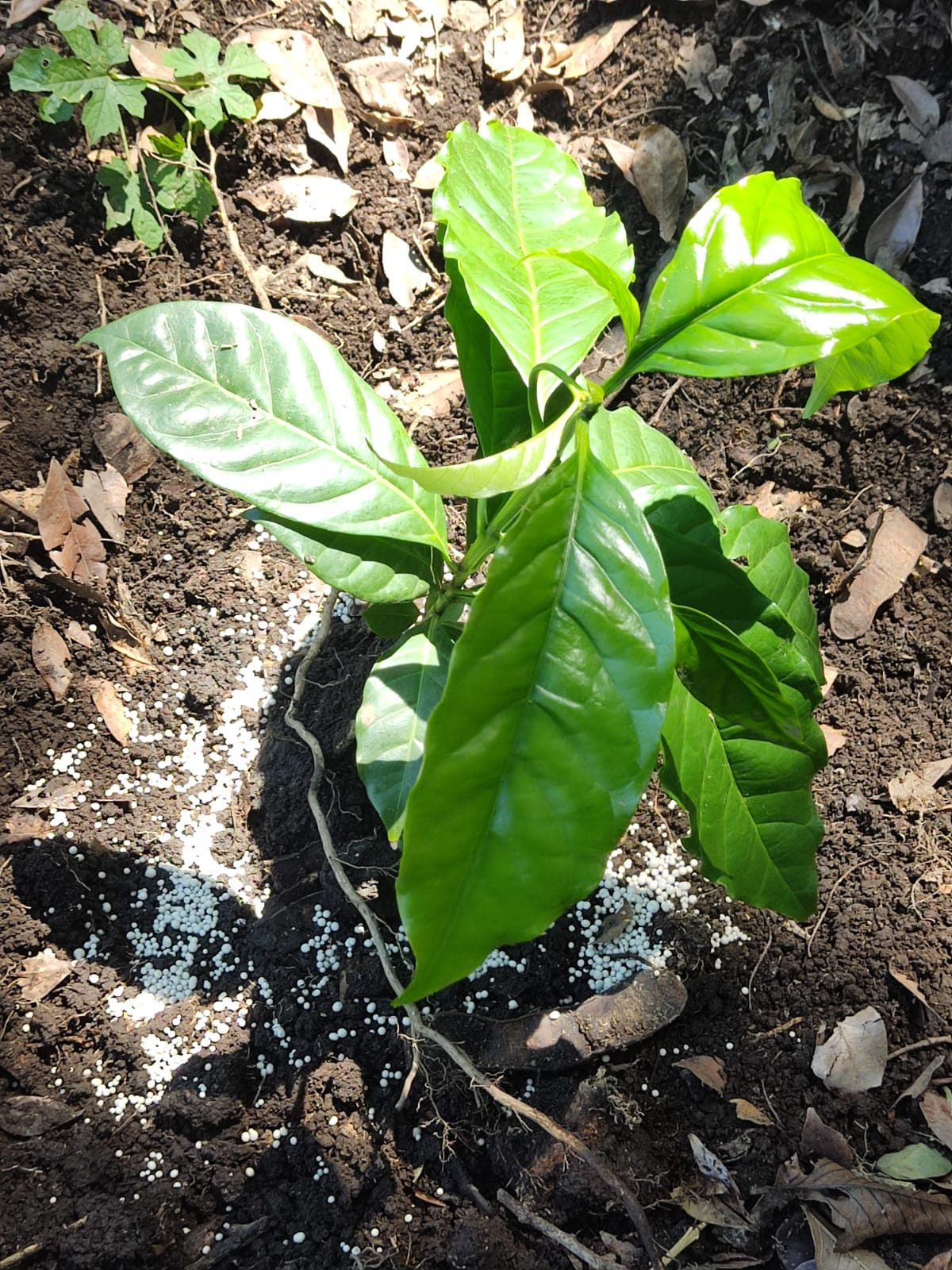 A freshly planted coffee seedling in dark volcanic soil