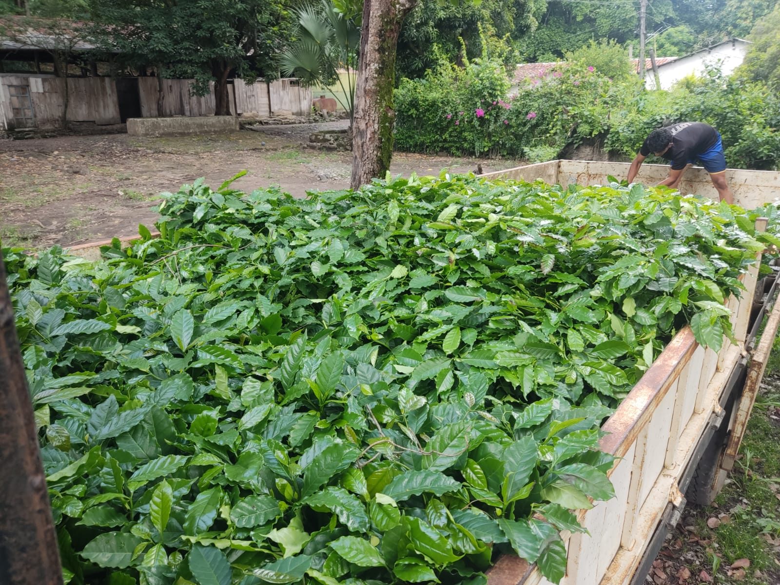 A truck bed filled with young coffee seedlings arriving at the farm