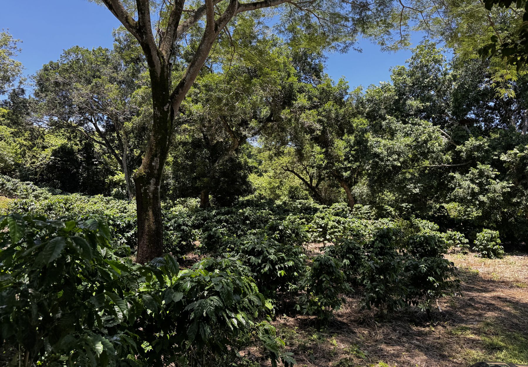Coffee bushes growing beneath tall native shade trees