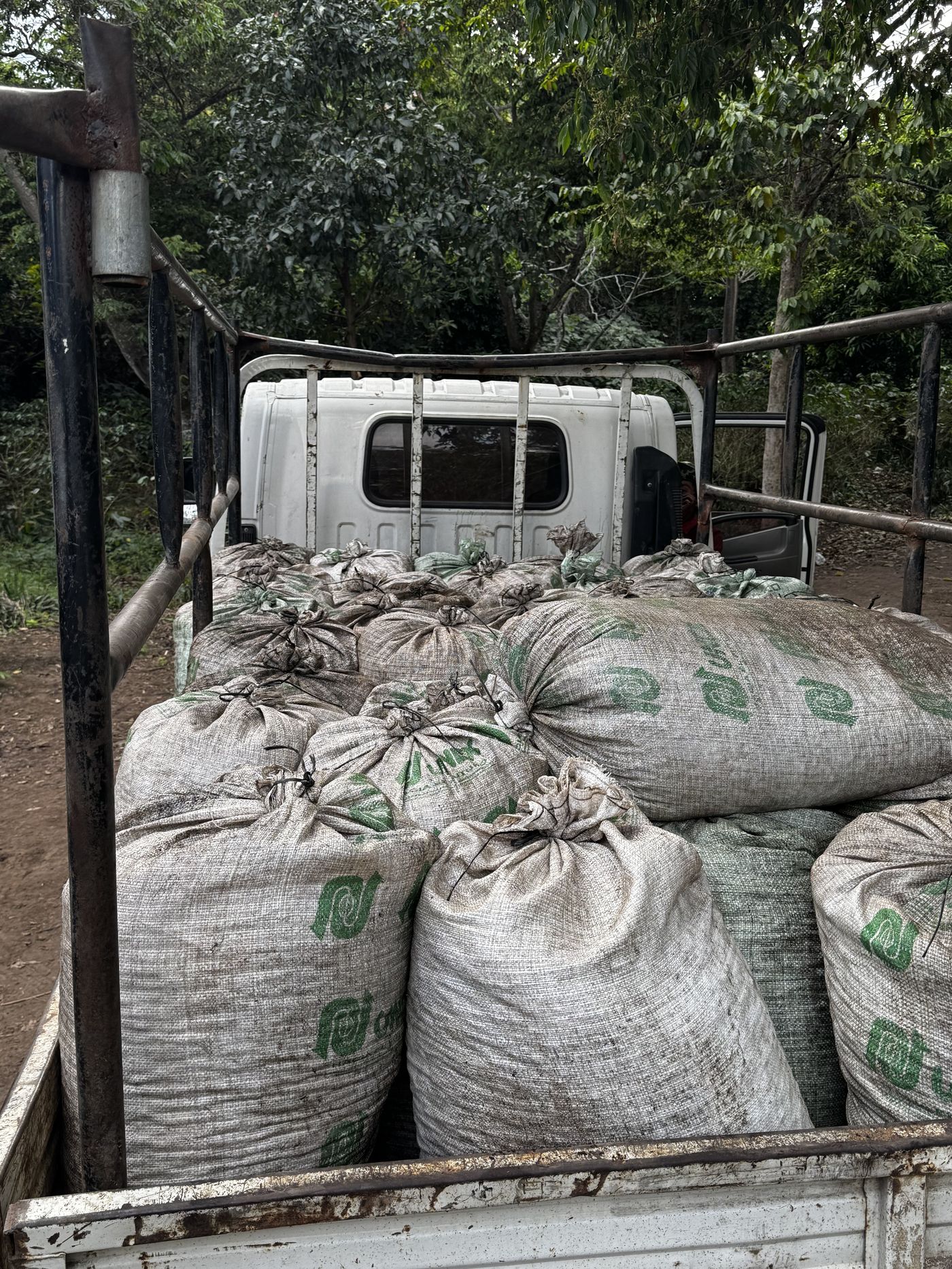 A truck bed stacked with full sacks of coffee cherries