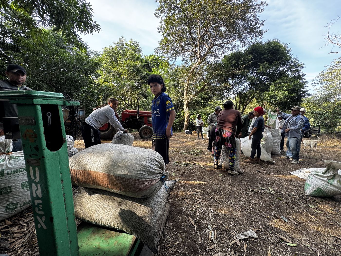 The whole crew weighing the day's harvest under the trees