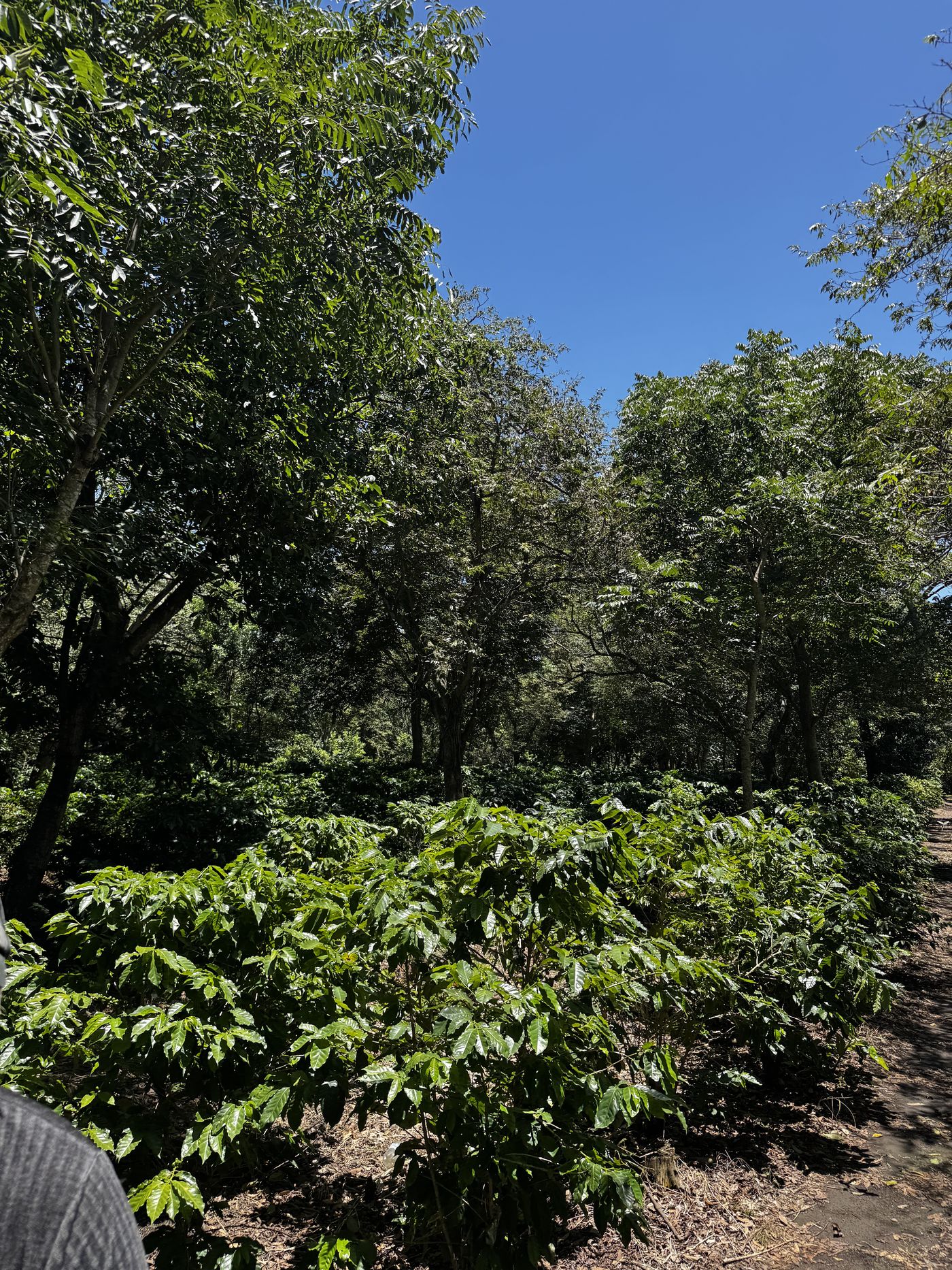 Young coffee plants in rows beneath the open sky